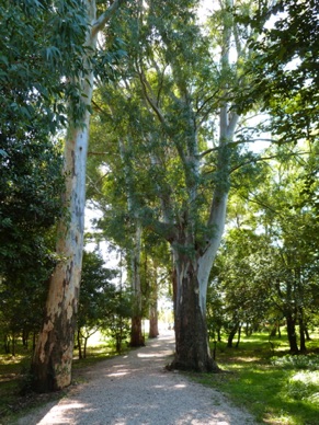 une belle allée d'eucalyptus nous accueille …