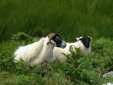 moutons irlandais