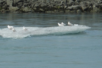 ou comme ces mouettes qui ont pris celui ci pour un bateau !!!