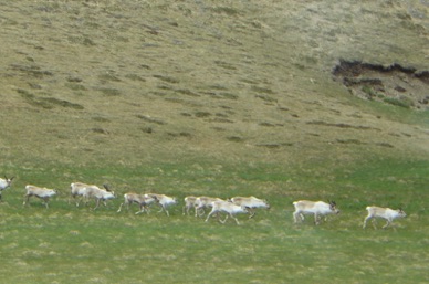 troupeau de rennes