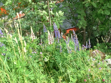 fleurs de lupins à l'état sauvage