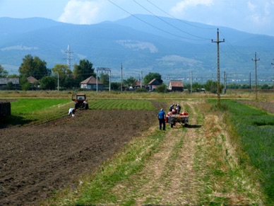 ramassage des pommes de terre