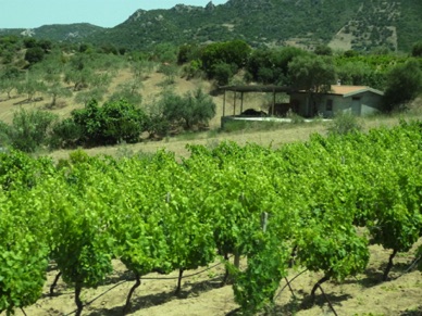 et ici aussi de la vigne !!