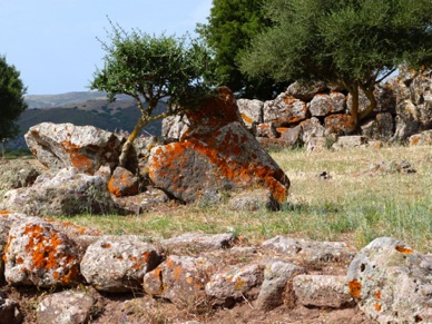 le lichen rouge a un peu envahi le site ....