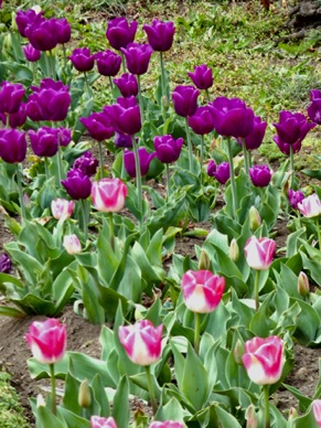 tulipes