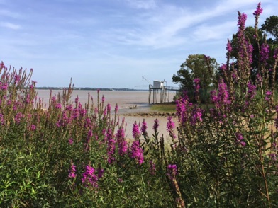 bords de la Gironde dans le Médoc
(en bas du Château de Beychevelle)