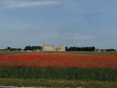 magnifique champ de coquelicots  !