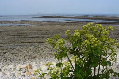 ILE D'OLERON