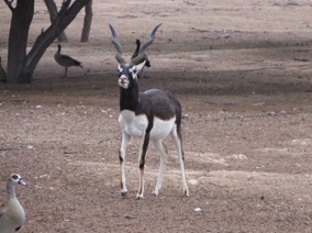 mini safari sur cette &icirc;le qui h&eacute;berge des esp&egrave;res rares : gazelle,