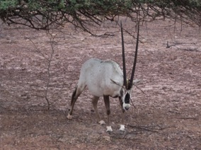 oryx