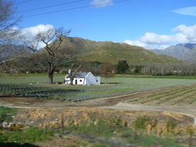 "la petite Provence" avec ses champ de lavande