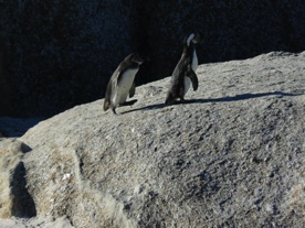 ces deux l&agrave; semblent faire la course !