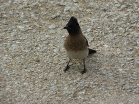 mais aussi des oiseaux