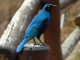 tr&egrave;s color&eacute;s (&eacute;tourneaux)