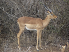 impala