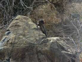 b&eacute;b&eacute; babouin