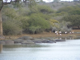 hippopotame et p&eacute;licans