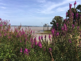 bords de la Gironde dans le M&eacute;doc
(en bas du Ch&acirc;teau de Beychevelle)