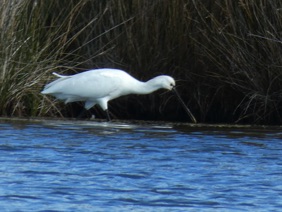 LE TEICH
Parc Ornithologique