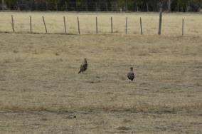 des aigles