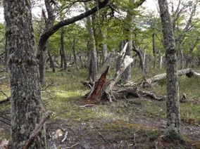 Escale sur une &icirc;le aux arbres tortur&eacute;s