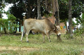 z&eacute;bu