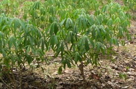 manioc