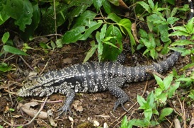un gros l&eacute;zard (varan ?)