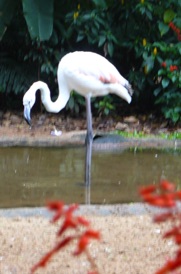 un beau flamant rose