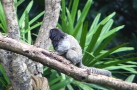 Sagui-de-tufpreto