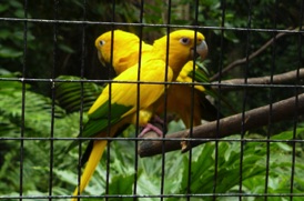 deux oiseaux tr&egrave;s bavards !!