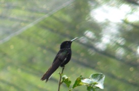 mais aussi colibri,