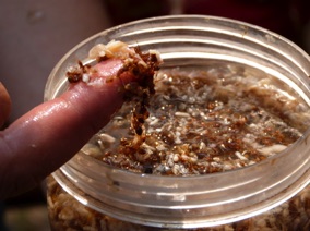 et de fourmis rouges : bon app&eacute;tit !