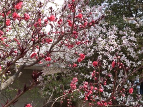 c'est le printemps !! c'est le printemps !!