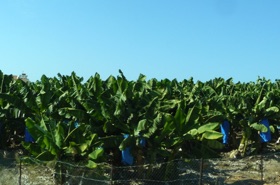 La culture des bananes est tr&egrave;s importante sur l'&icirc;le