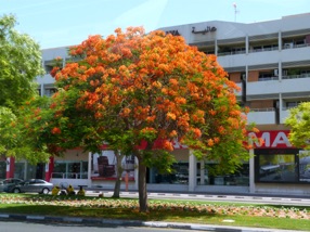 en juin les arbres sont en fleurs