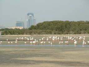 les flamants roses sont l&agrave; pour l'hiver ! je ferais bien comme eux ...
