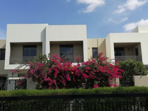 fin janvier les bougainvilliers sont en fleur !!