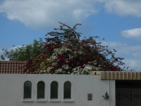 les bougainvilliers sont en fleurs !