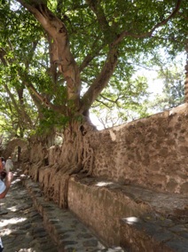 mais aussi des arbres imposants faisant penser au Cambodge ....