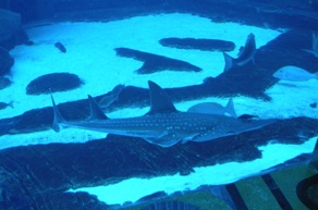 son aquarium