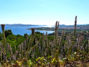 SARDAIGNE