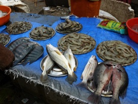 un bel étal de poissons un bel étal de poissons