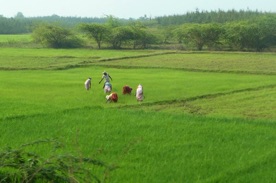 rizières rizières