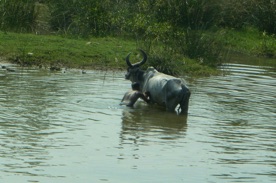 lavage de la vache lavage de la vache