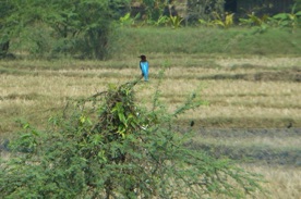 un bel oiseau un bel oiseau