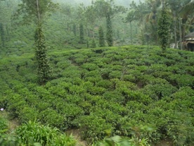 plantation de thé plantation de thé