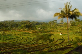 rizi&egrave;res et autres cultures