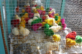 March&eacute; aux oiseaux