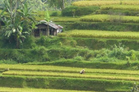 paysage de rizi&egrave;res en terrasses